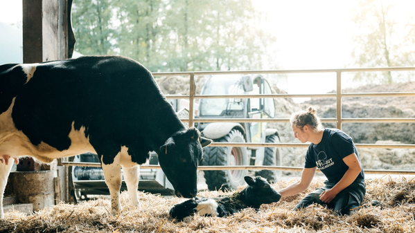 KI generiert: Eine Person sitzt bei einer Kuh und einem Kalb im Stall.
