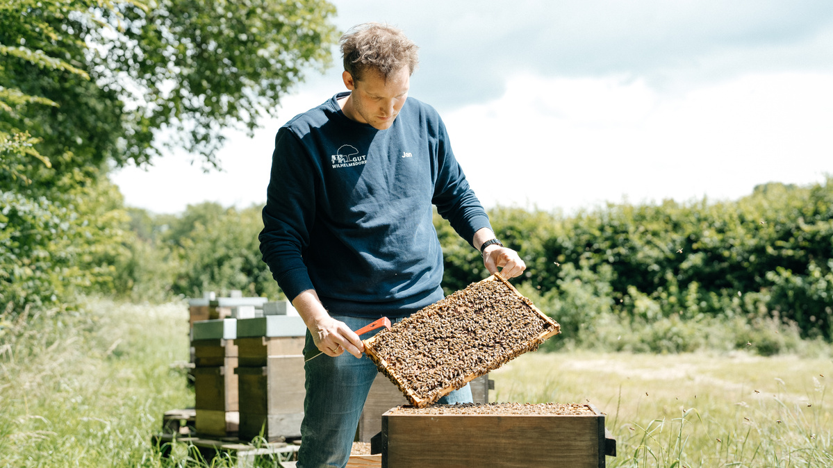 Imker Jan von Gut Wilhelmsdorf inspiziert eine Bienenwabe auf einer sonnigen Wiese im Frühjahr.
