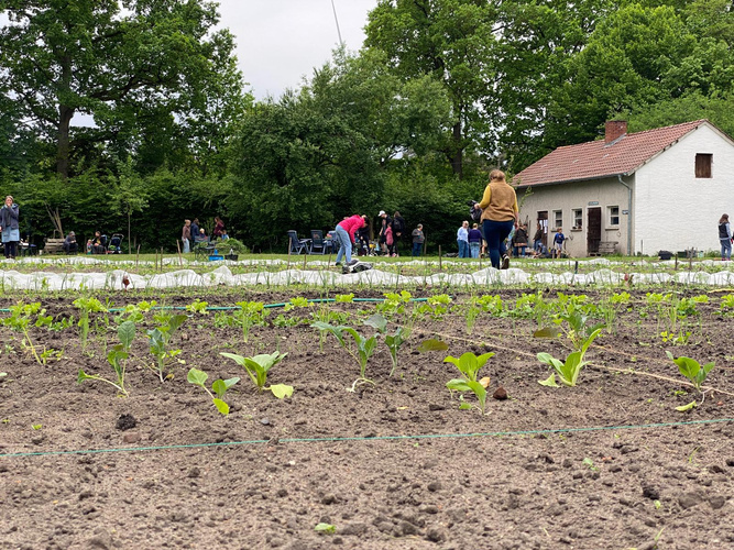 KI generiert: Eine Gruppe von Menschen arbeitet in einem Gemüsefeld, im Hintergrund ein kleines Haus.
