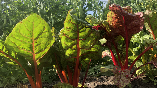 KI generiert: Nahaufnahme von Mangoldblättern mit roten Stielen im Garten.
