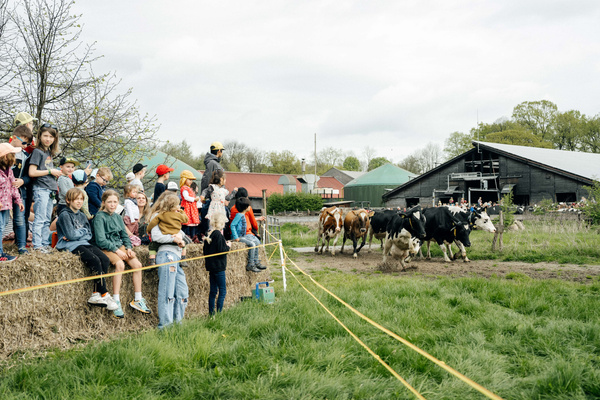 KI generiert: Kinder beobachten Kühe, die auf einer Wiese rennen, neben einem landwirtschaftlichen Gebäude.
