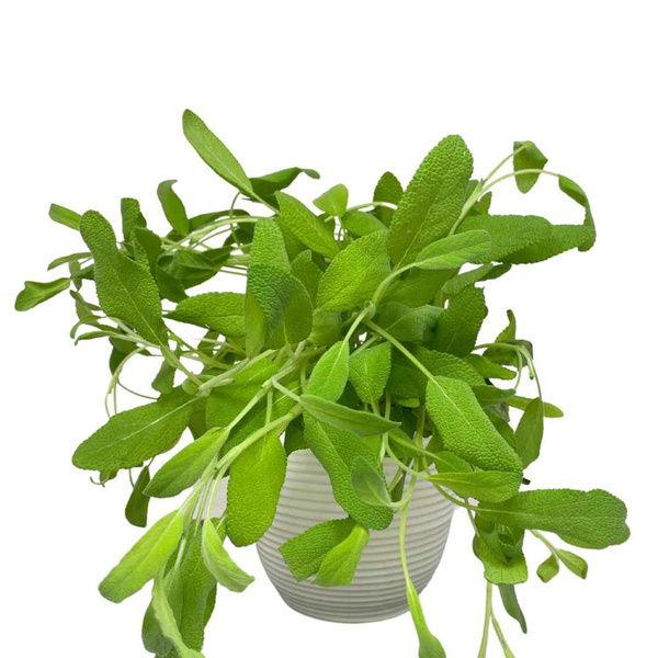 Produktfoto zu Topf Salbei