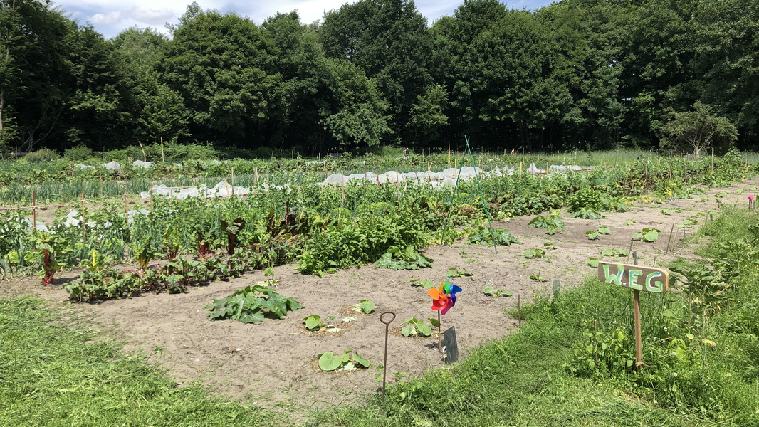 bepflanztes Gemüsebeet einer Parzelle im Wilhelmsdorfer Gärtchen