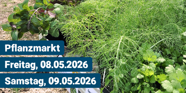 KI generiert: Das Bild zeigt eine gelbe Blüte auf einem Hintergrund aus grünen Blättern. Darauf ist Text platziert, der auf einen Pflanzenmarkt am Freitag, den 02.05.2025, und Samstag, den 03.05.2025, hinweist.