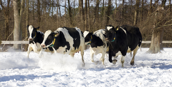 Frau und Mann mit Kisten gefüllt mit Trauben - Reisebericht aus Süditalien Gut Wilhelmsdorf Biokiste