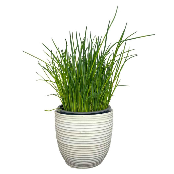 Produktfoto zu Topf Schnittlauch