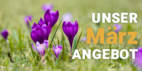KI generiert: Lila Krokusse auf einer Wiese; text: "UNSER März ANGEBOT".