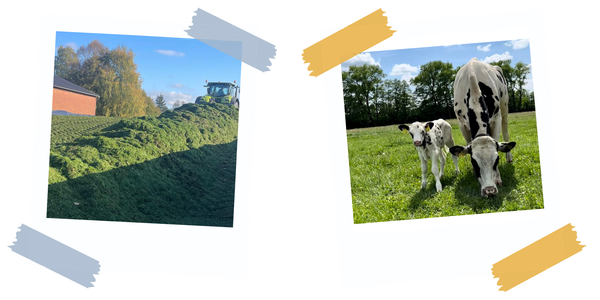 KI generiert: Das erste Bild zeigt einen Traktor, der auf einem großen Haufen Grassilage fährt, neben einem Gebäude. Das zweite Bild zeigt zwei Kühe, die auf einer grünen Wiese stehen, mit Bäumen im Hintergrund.