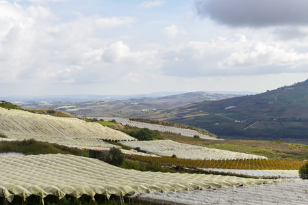 Ein Weinberg mit abgedeckten Reben, um die empfindlichen Früchte vor Wettereinflüssen zu schützen.