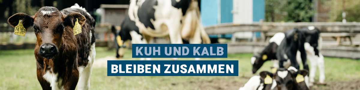 KI generiert: Das Bild zeigt eine Kuh und ein Kälbchen auf einer Wiese, umgeben von anderen Kälbern. Der Text "Kuh und Kalb bleiben zusammen" hebt die Verbundenheit zwischen der Mutterkuh und ihrem Kalb hervor.