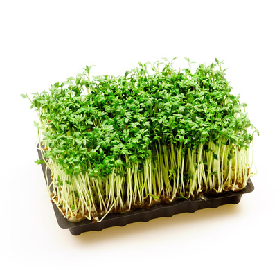 Produktfoto zu Kresse Schale