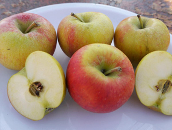 Produktfoto zu Apfel, Freya