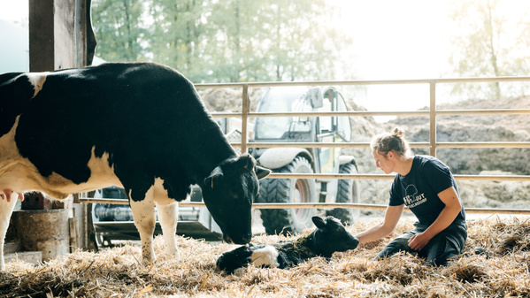 KI generiert: Eine Person sitzt im Stroh bei einer Kuh mit Kalb im Stall.