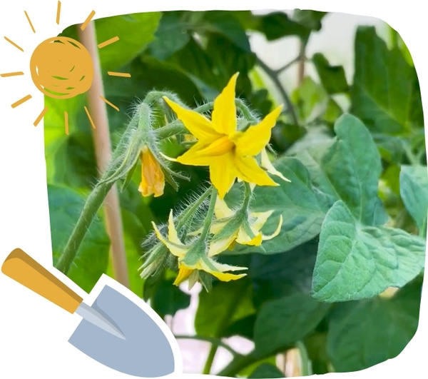 KI generiert: Das Bild zeigt eine Nahaufnahme von gelben Tomatenblüten an einer Pflanze mit grünen Blättern. Oben links ist eine stilisierte Sonne und unten links eine Gartenschaufel zu sehen.