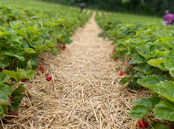 KI generiert: Reihen von Erdbeerpflanzen auf einem Feld, der Boden ist mit Stroh bedeckt.
