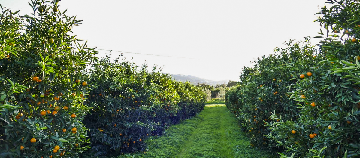 Clementinen-Bäume in einer Plantage von Biosybaris in Süditalien mit sichtbarem grünem Bodenweg zwischen den Baumreihen.