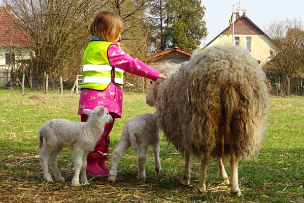 KI generiert: Kind mit Warnweste streichelt ein Schaf, daneben zwei Lämmer auf einer Wiese.