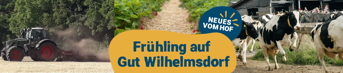 KI generiert: Traktor, Erdbeerfeld, Kühe, Text: "Frühling auf Gut Wilhelmsdorf", "NEUES VOM HOF".