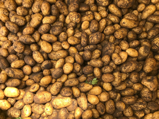 Ein Haufen Kartoffeln