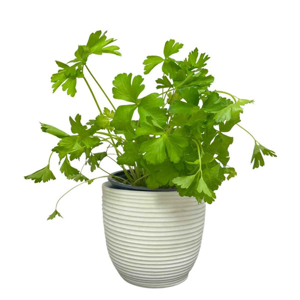 Produktfoto zu Topf Petersilie, glatt