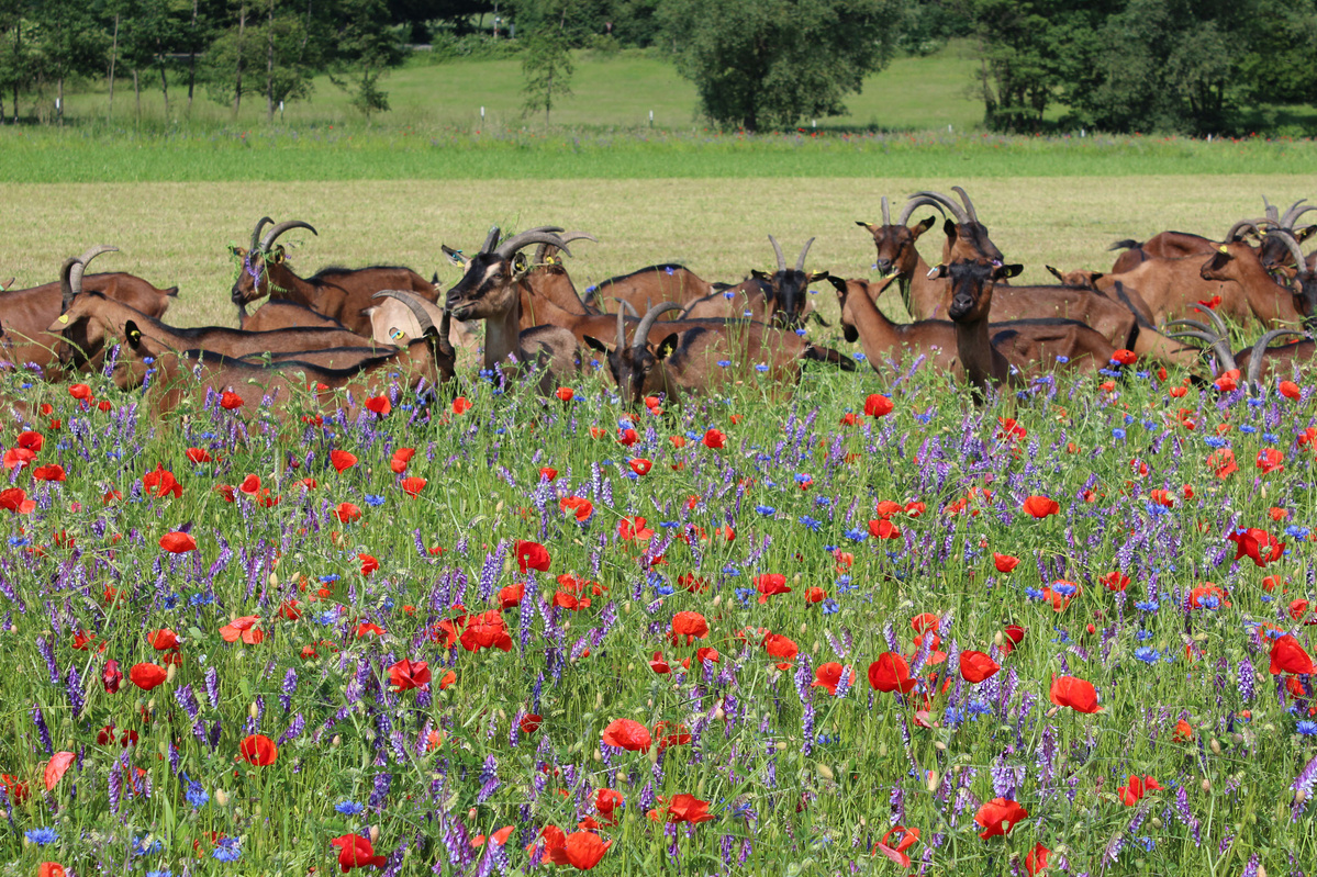 Ziegen stehen auf einer Wildblumenwiese