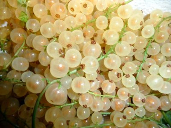 Produktfoto zu Johannisbeeren, hell 250g