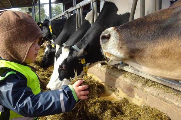 KI generiert: Ein Kind füttert Kühe mit Heu in einem Stall.