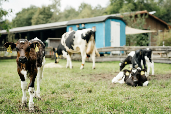 Gut Wilhelmsdorf GbR Bioland-Milchviehbetrieb