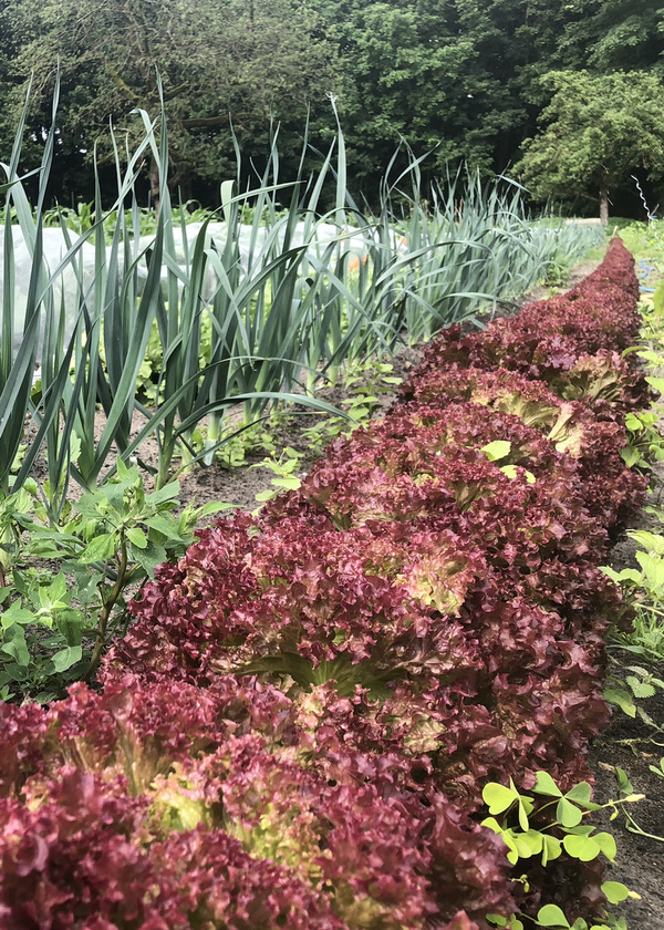 KI generiert: Das Bild zeigt eine lächelnde Person vor einer Holztür mit der Aufschrift "Wilhelmsdorfer Gärtchen" und einem Schild, das auf freie Plätze für 2025 hinweist. Die Szene vermittelt eine einladende Atmosphäre mit einem Fokus auf Gartenarbeit oder eine Gartengemeinschaft.