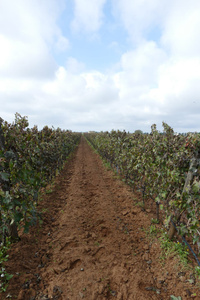 Ein Weinberg mit langen, parallelen Reihen von Rebstöcken unter einem bewölkten Himmel.