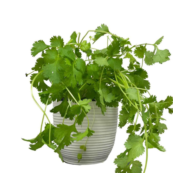 Produktfoto zu Topf Koriander