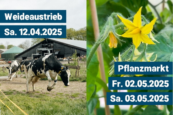 KI generiert: Weideaustrieb mit Kühen und Pflanzmarktankündigung; Termine: 12.04.2025, 02.05.2025, 03.05.2025.