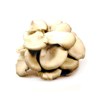 Produktfoto zu Austernpilze, Trauben