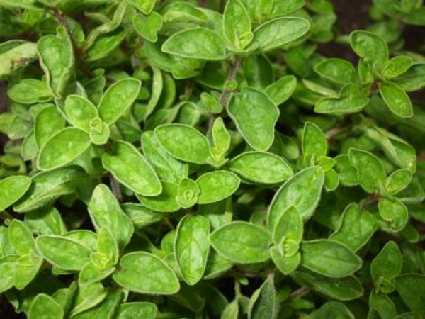 Produktfoto zu Topf Oregano