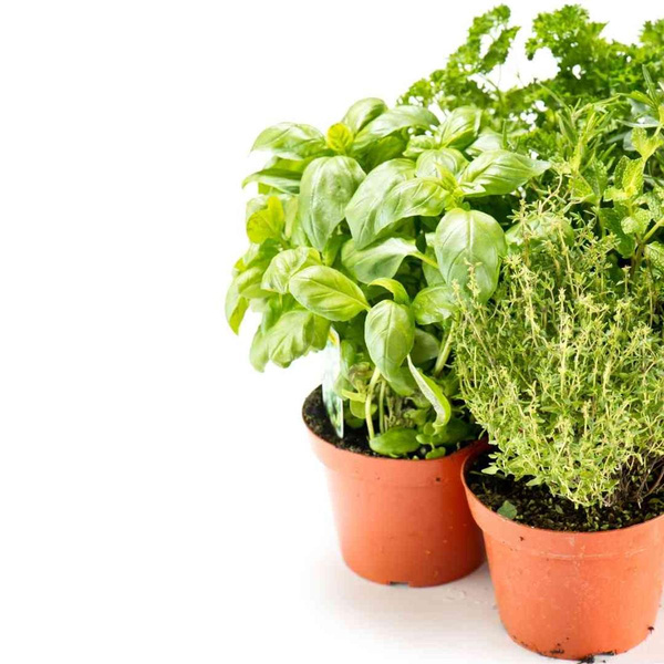 Produktfoto zu Topf Curry-Kraut