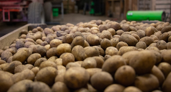 KI generiert: Große Menge Kartoffeln in einer Lagerhalle; Fokus auf Kartoffeln im Vordergrund.