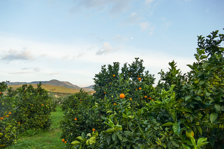 Orangenhaine in einer Plantage mit Hügeln im Hintergrund unter blauem Himmel.