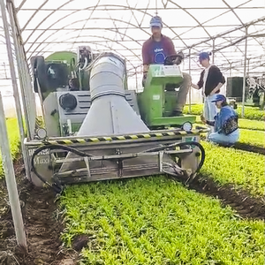 Ein riesiger Staubsauger, auf dem ein Mann sitzt und ihn steuert, saugt die nach der Ernte übriggebliebenen Rucolablätter vom Boden auf.