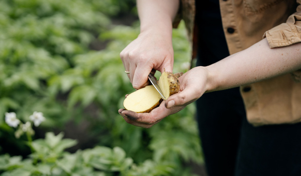 KI generiert: Eine Person schneidet eine Kartoffel mit einem Messer im Grünen.