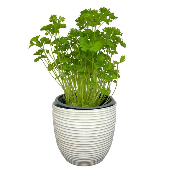 Produktfoto zu Topf Petersilie, kraus
