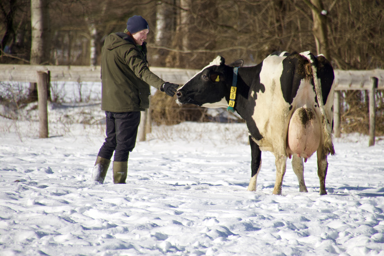 KI generiert: Ein Mann streichelt im Schnee eine Kuh.