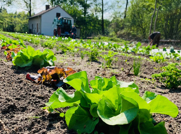 KI generiert: Gemüse im Garten mit einem Traktor und einem Gebäude im Hintergrund.