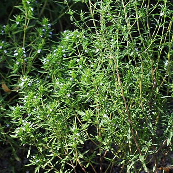 Produktfoto zu Topf Bergbohnenkraut