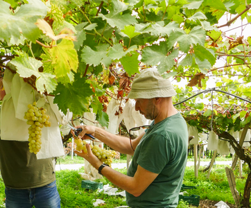 Oli erntet Weintrauben in einem Weinberg von Don Luigi auf Sizilen. Die Weintrauben sind mit Papier umwickelt, um sie vor den durch den Klimawandel veränderten Wetterbedingungen zu schützen.