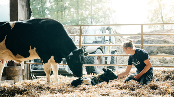 KI generiert: Ein Mensch streichelt ein neugeborenes Kalb neben seiner Mutter in einem Stall.