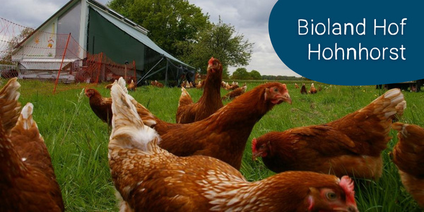 KI generiert: Das Bild zeigt eine Gruppe von Hühnern auf einer grünen Wiese vor einem mobilen Hühnerstall. Im Hintergrund sind Bäume und ein abgezäunter Bereich zu sehen.