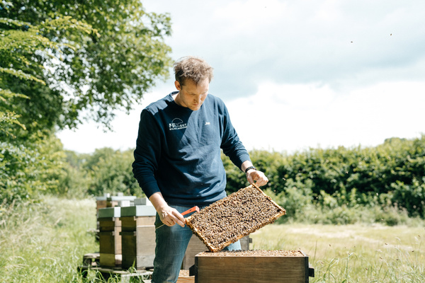 KI generiert: Das Bild zeigt einen Imker, der im Freien einen Bienenrahmen aus einem Bienenstock hebt, während er die Bienen inspiziert. Im Hintergrund sind weitere Bienenstöcke und eine grüne Landschaft zu sehen.