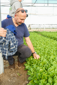Oli inspiziert in der Hocke Salatpflanzen, die in einem Gewächshaus wachsen.