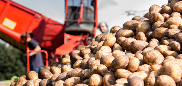 KI generiert: Ein großer Haufen Kartoffeln im Vordergrund, im Hintergrund eine landwirtschaftliche Maschine.