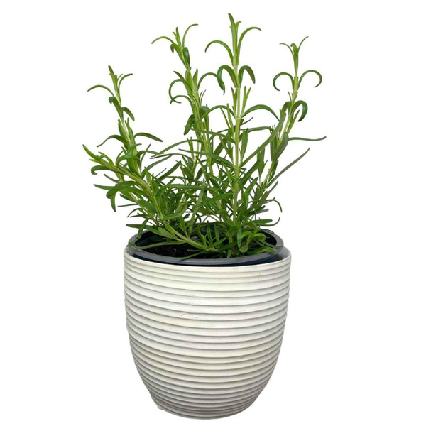 Produktfoto zu Topf Rosmarin